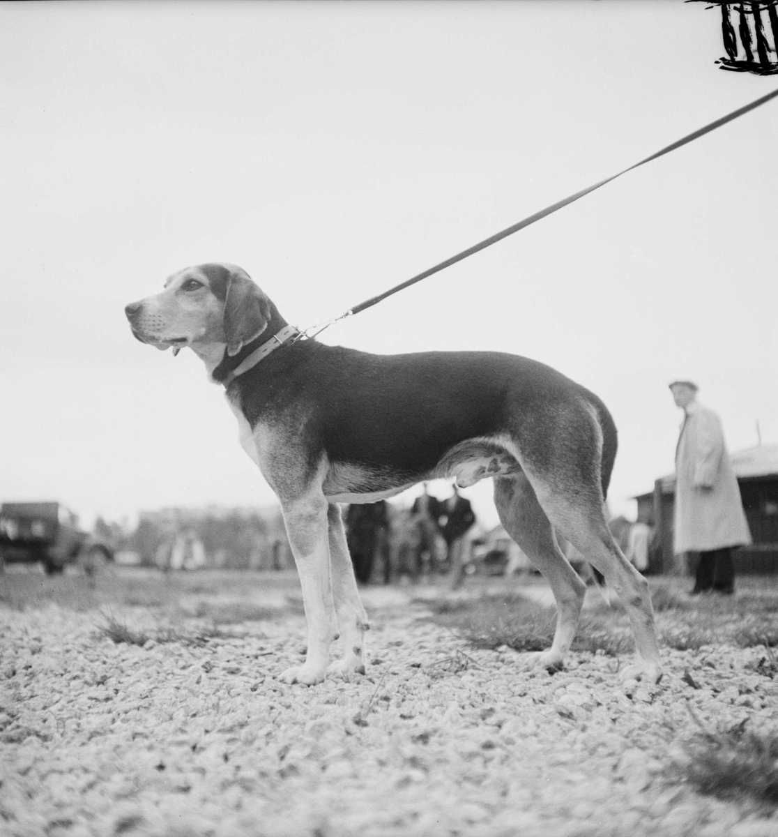 Harehundeutstilling på Øya