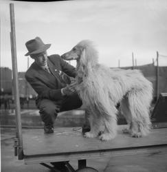 Hunder til hundeutstilling