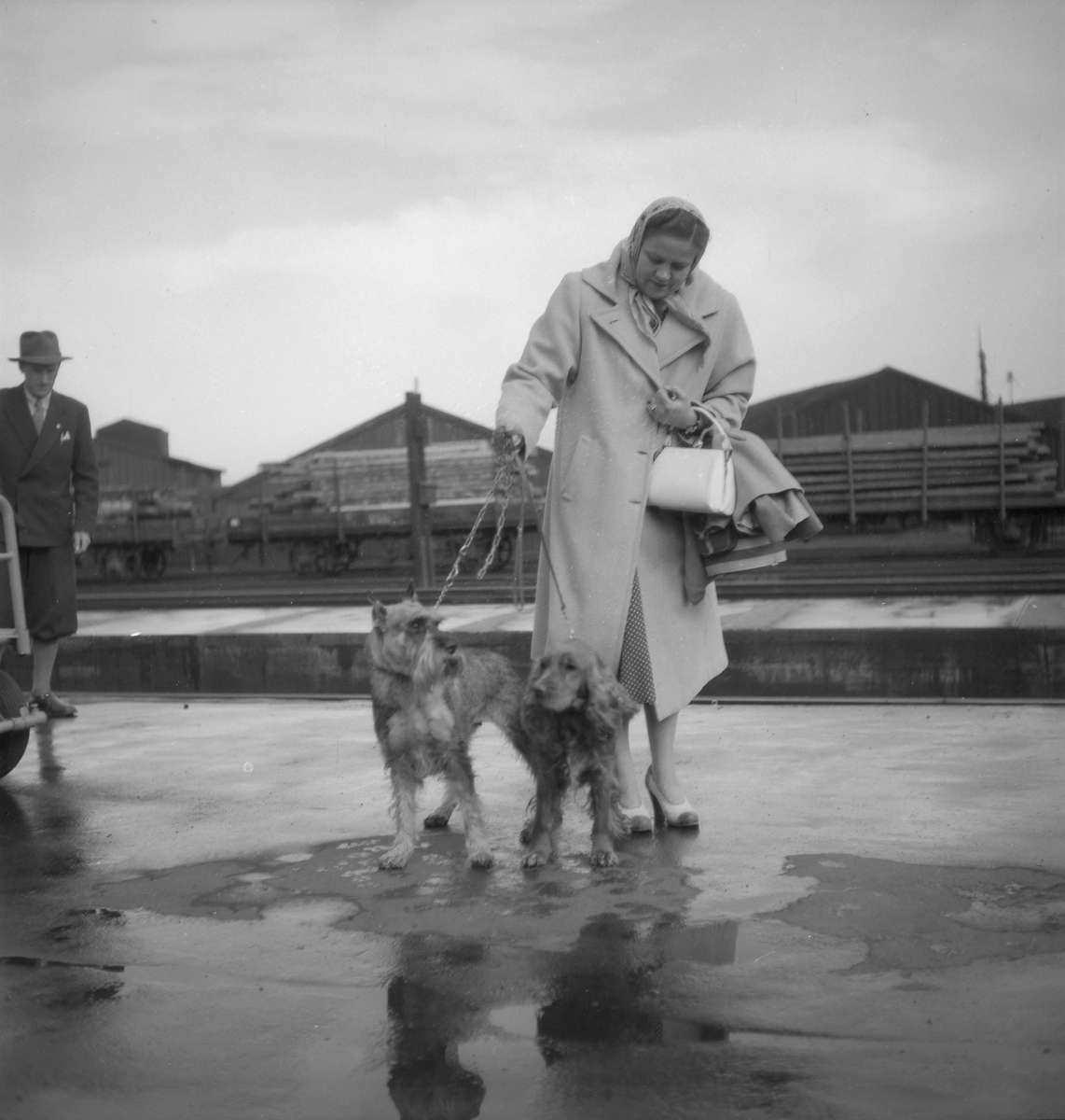 Hunder til hundeutstilling