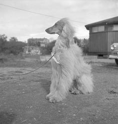 Inger Thams Afghaner Kobah Khan på hundeutstilling