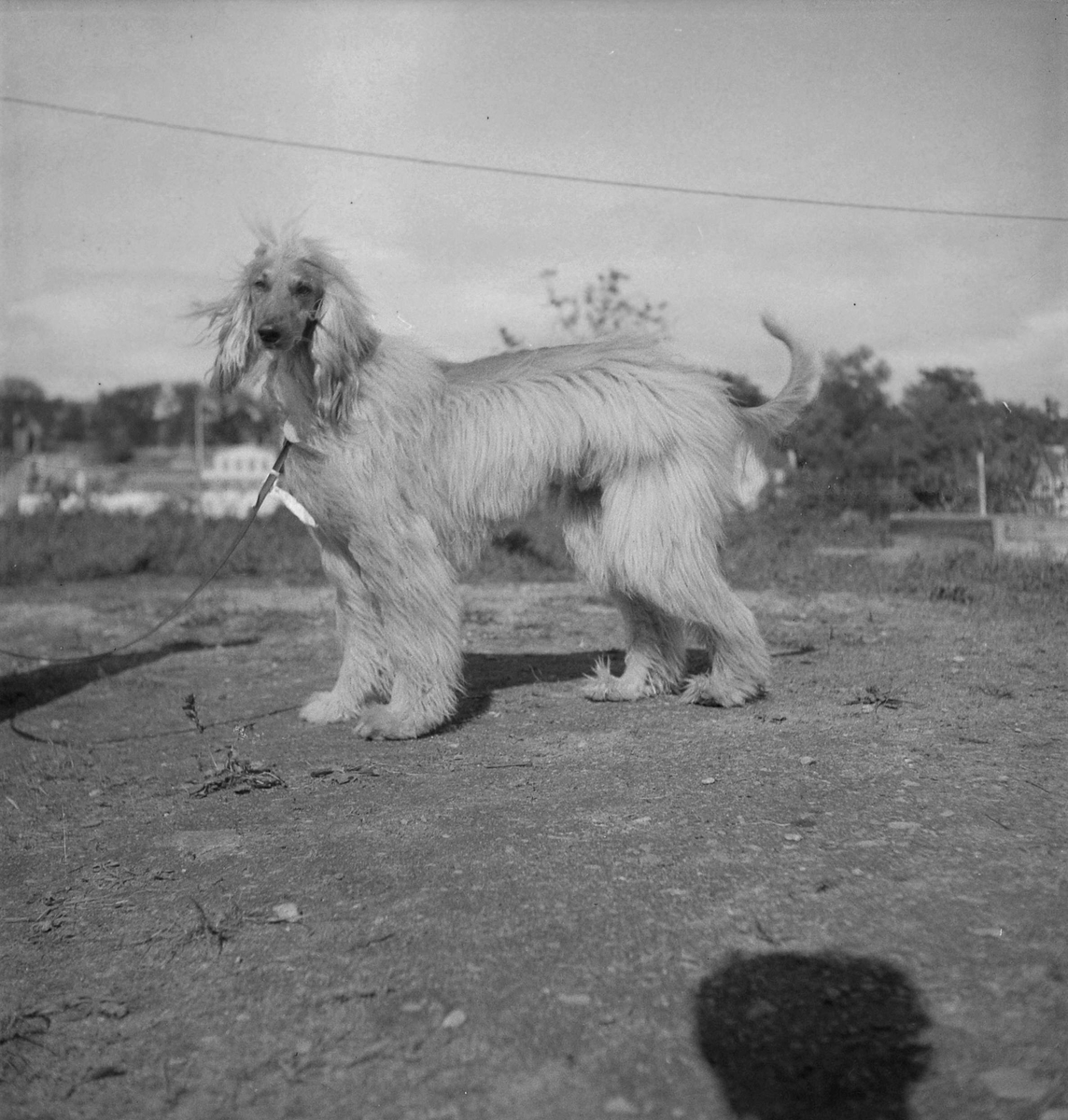 Inger Thams Afghaner Kobah Khan på hundeutstilling