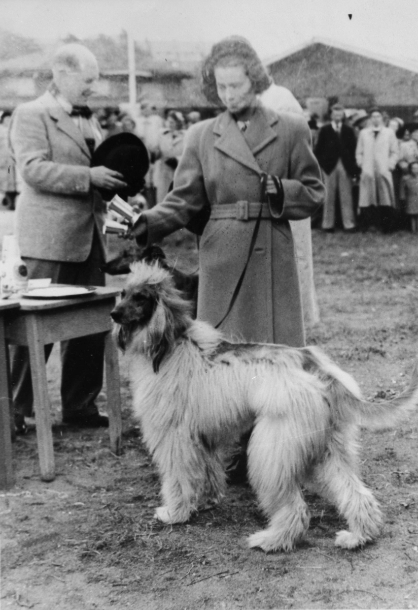 Inger Thams Afghaner Kobah Khan på hundeutstilling