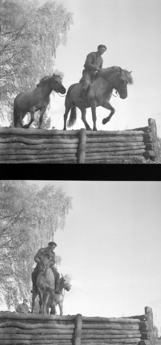 Østre Toten, Starum leir, militær øvelse for veterinærfenrikker, Hærens veterinærtjeneste, befal, Dk. Vestlandet, Trøndelagkompaniet, kokkekurs, riding, gruppebilder