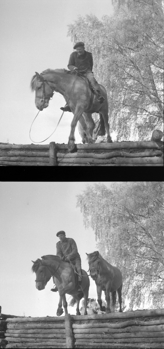 Østre Toten, Starum leir, militær øvelse for veterinærfenrikker, Hærens veterinærtjeneste, befal, Dk. Vestlandet, Trøndelagkompaniet, kokkekurs, riding, gruppebilder