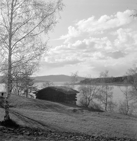 HEDMARKSMUSEET, DOMKIRKEODDEN, KOIE FRA NORD-ØSTERDAL, BRANT NED I 1989. FOTO FRA 18. 05. 1954. 