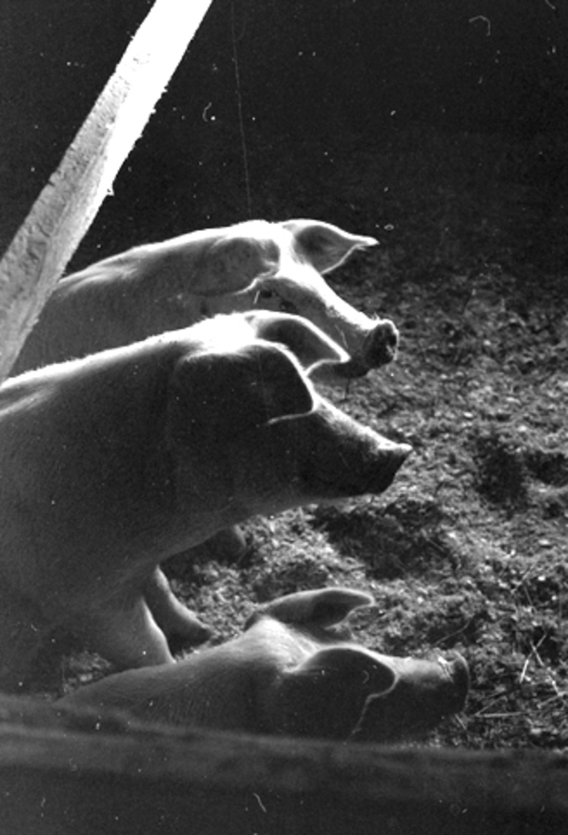 Husdyrhold. Svineoppdrett. Griseunger i grisebinge. 