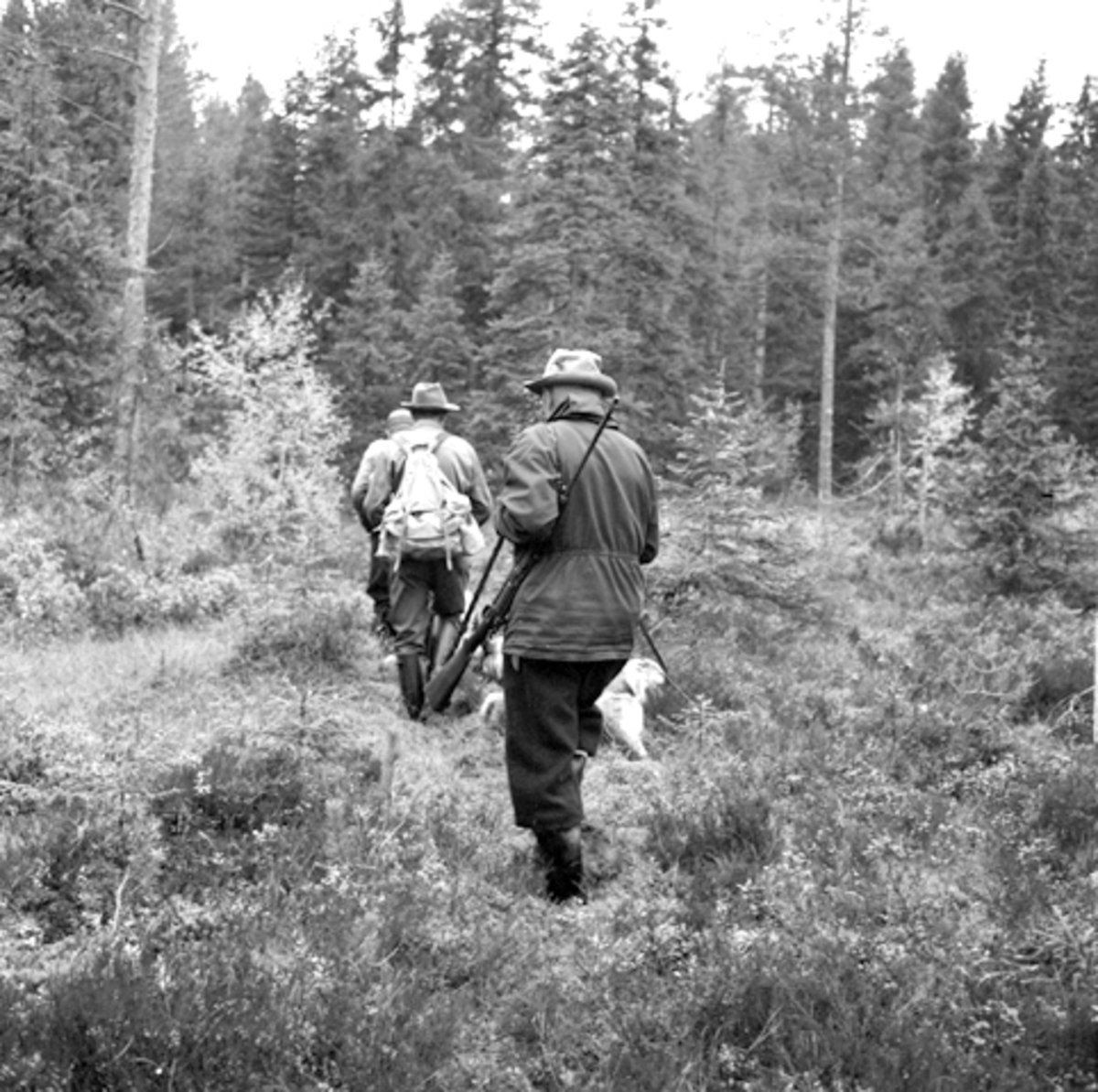 Elgjakt, menn med børse og hund 1965.