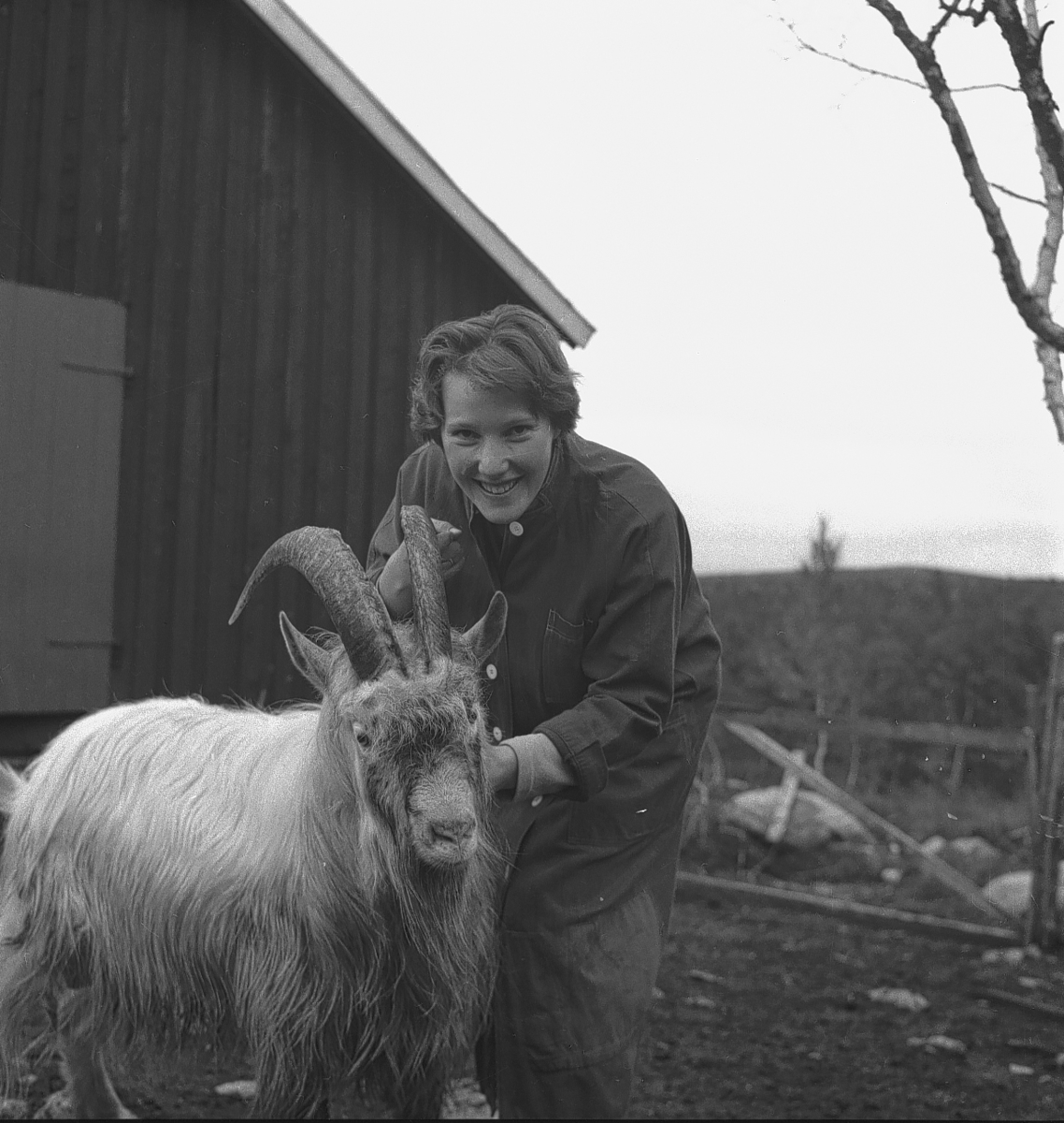 Skalleråsen geitseter i Os, bukken og budeia. 