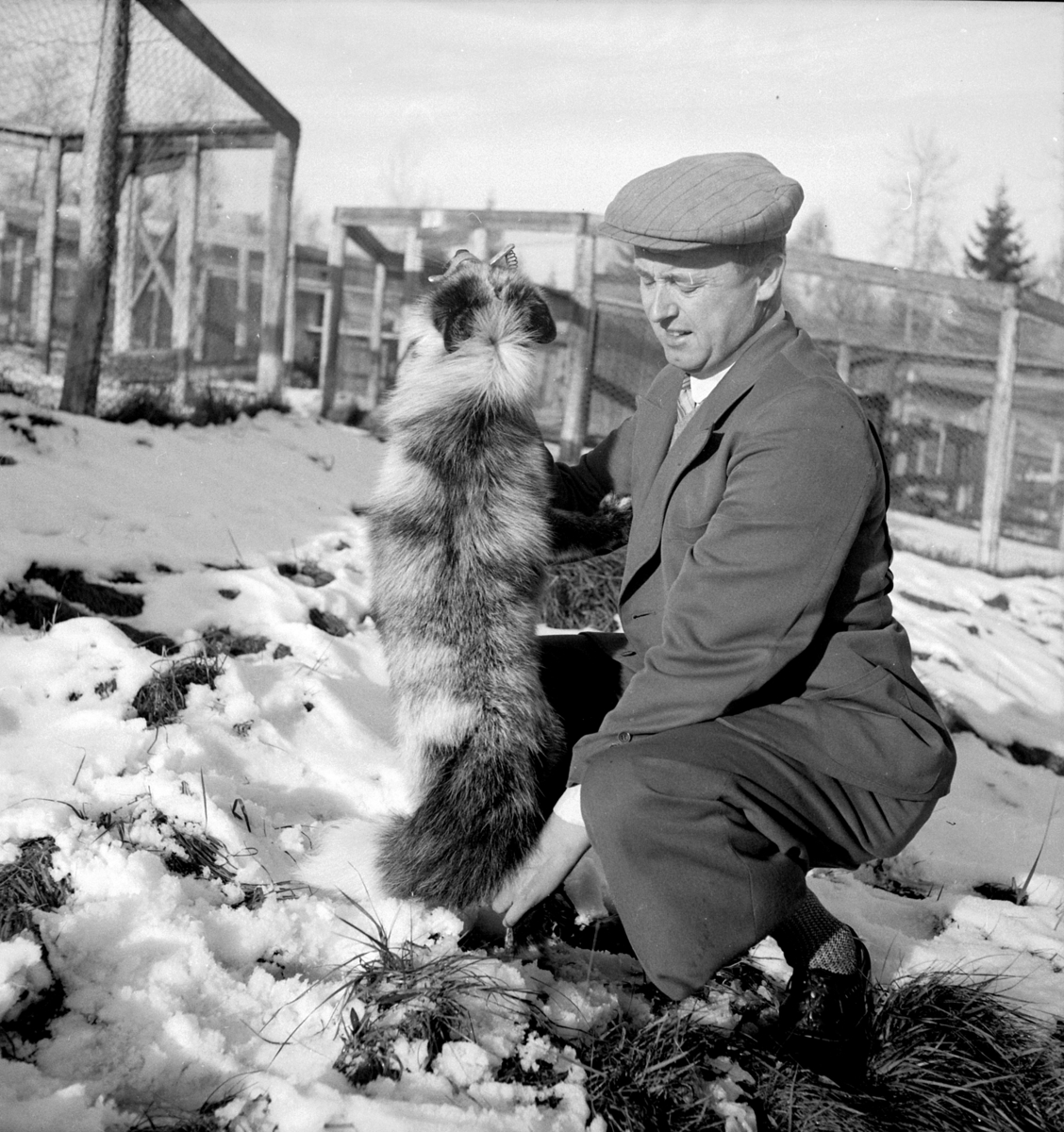 Ringsaker, Veldre. Nordang revegård, Hauen under By gård i Veldre, Pelsdyroppdrett, Egil J. Nordang (1904-1989) kjøpte Hauen i 1938,  han var med å stifte Hedmark pelsdyrslag i 1930, 