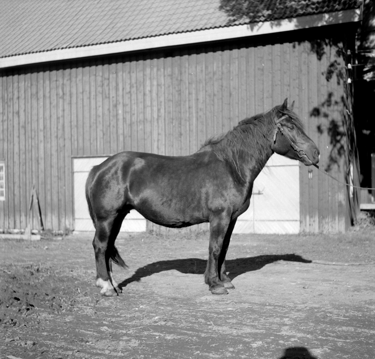 Hest på Hovinsholm, Helgøya.