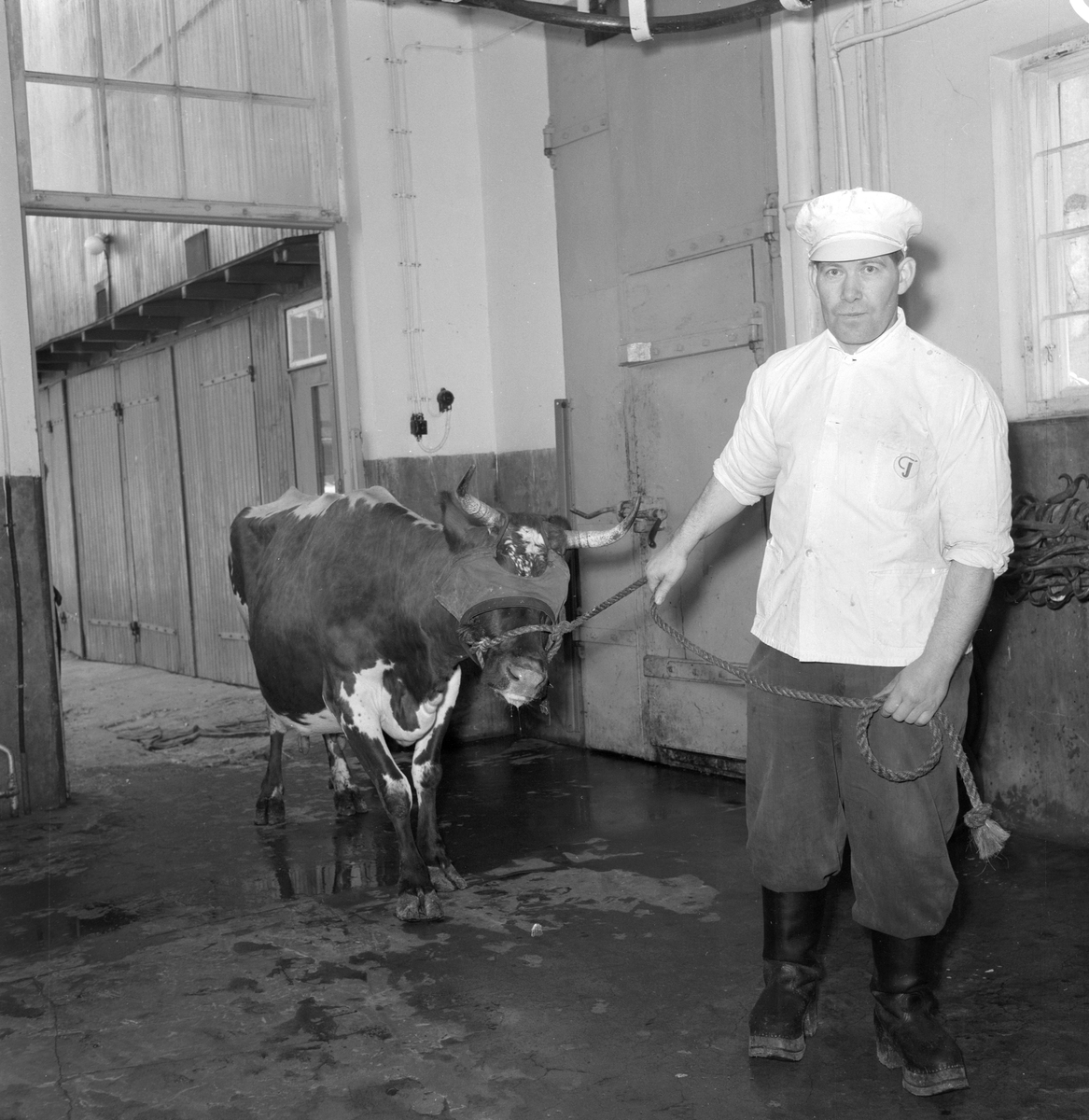 Johan Tønseth, slakteri på Hjellum, Vang H. Slakting av storfe. Ku leies inn i slaktehall. 