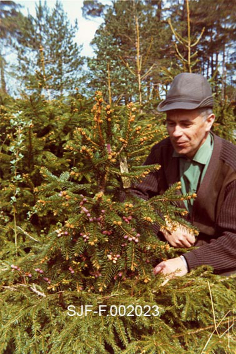 Forstkandidat og planteskolebestyrer Martin Barkved ved blomstrende granpodning på øya Romsa i Ølen i Sunnhordland.  På Romsa lå det sju gardsbruk som ble fraflyttet etter 2. verdenskrig. Da forsøksleder Tollef Ruden i midten av 1950-åra sendte ut en forespørsel om en høvelig lokalitet for en frøplantasje for norsk gran, var dette et av stedene som ble foreslått.  Ruden likte dette forslaget, både fordi det var godt om areal på øya og fordi avstanden til annen granskog var stor.  Dermed var faren for såkalt fremmedbestøving minimal.  Fra 1958 overtok Skogforsøksvesenet 60 mål jord, hvor det ble plantet grunnstammer, hvor det seinere skulle podes inn kvister fra antatt gode avlstrær.  Ruden hadde utviklingsplaner for 650 mål på Romsa, og så for seg at plantasjen i begynnelsen av 1970-åra skulle levere cirka 1000 kilo granfrø til norsk skogbruk årlig.  Utbygginga fortsatte, men det viste seg etter hvert at det ble dårlig med frøproduksjon.  Etter hvert forstå en at dette skyldtes klimaet.  Verken Romsa, eller en tilsvarende plantasje ytterst i Hardangerfjorden, hadde de varmetoppene som var nødvendige for å få dannet blomsterknopper.  Det ble gjort forsøk, både med strangulering og med telt over podningene, men det lyktes ikke.  Trærne vokste godt, men de satte knapt frø.  Plantasjen ble derfor etter hvert redusert til et klonarkiv.  Produksjonsmessig sett ble derfor satsinga på Romsa mislykket.  Faglig sett var imidlertid dette ei satsing en lærte mye av.  Det var på Romsa mange av de sentrale aktørene i det skoglige vekstforedlingsarbeidet her til lands lærte poding og stell av frøplantasjer.  