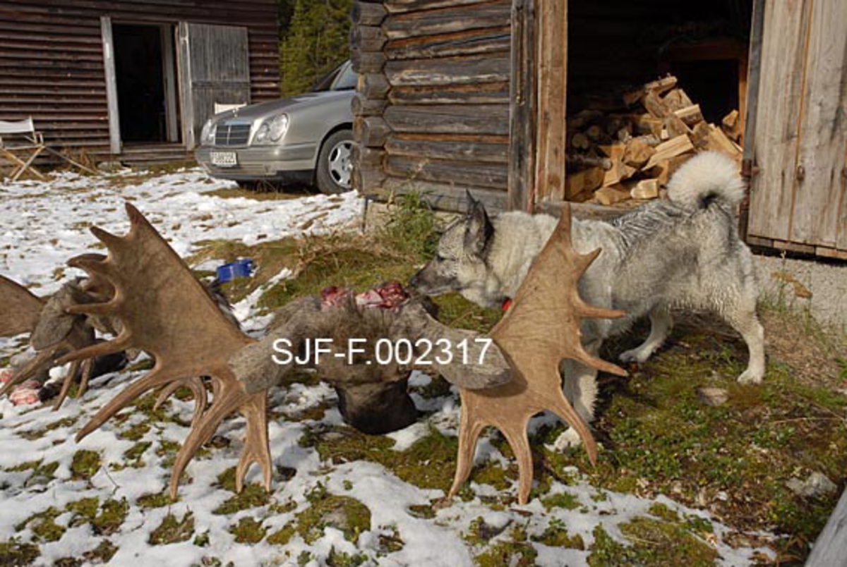 Elghunden Zenta med et 16 og 17 takkers trofégevir ved Firerkoia på Jernskallen i Åmot. Elgene ble skutt av John Svendsberget under elgjakta i 2009.