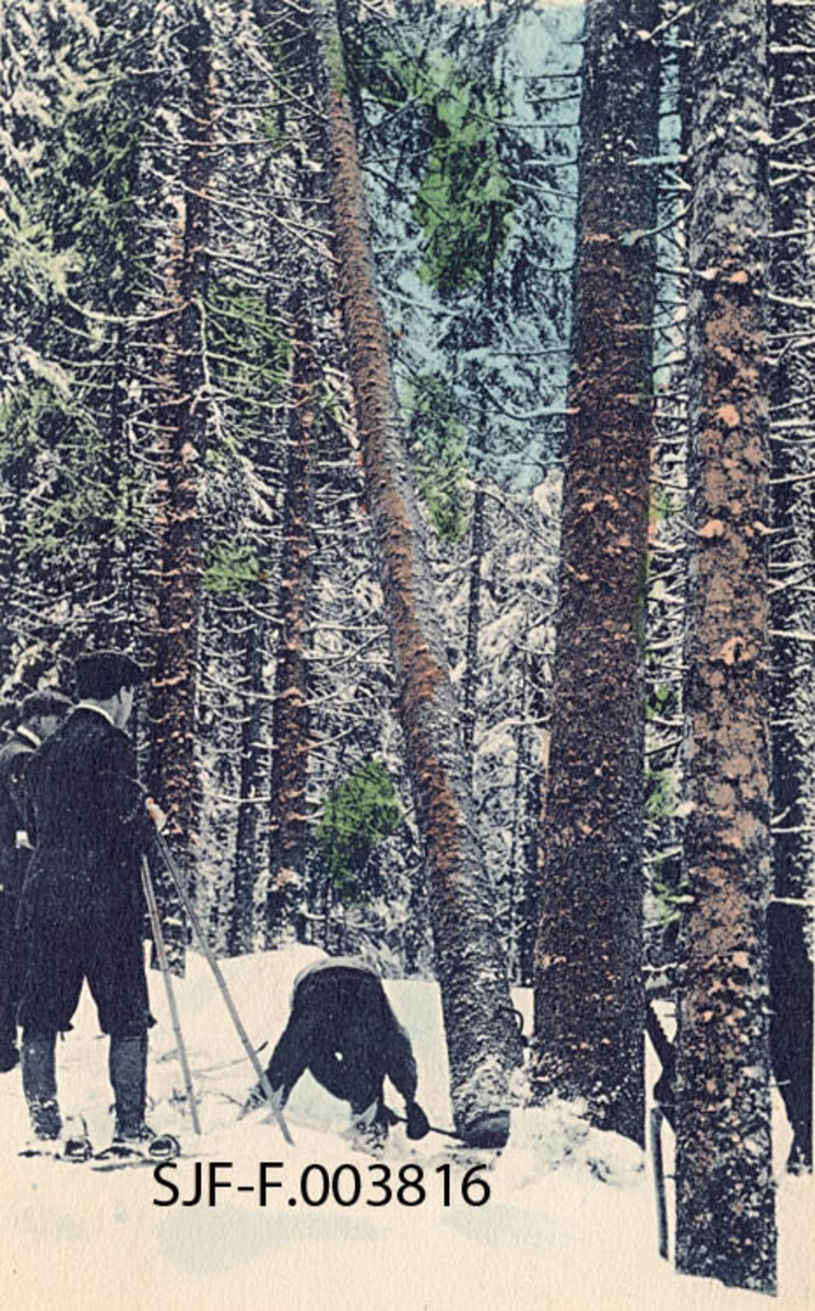 Felling av tre i granskog.  Dette fotografiet er fra et kolorert postkort.  Sentralt i bildet ser vi en bøyd mannsperson, antakelig iført svarte vadmelsbukser, som ved hjelp av et slags fellespett er i ferd med å velte ei gran han later til å ha kappet med sag like nede ved rota.  På den fallende stammen later det til å være festet ei tømmersaks, muligens med sikte på at den skulle vendes under påfølgende kvisting.  Ved en granlegg i forgrunnen er det reist ei øks (vi ser skaftet) og inntil en annen skimter vi et sagblad.  Til venstre i bildeflata står to mannlige skiløpere, iført nikkers, mørke dressjakker og sixpenceluer, og betrakter trefellinga.  Motivet er fra et innlånt postkort som er tilbakelevert eieren.  Baksida er ikke skannet, og vi vet følgelig ikke om den hadde tekstinformasjon om kortets opphavsmann eller poststempel som kunne antydet når kortet var i omløp. 