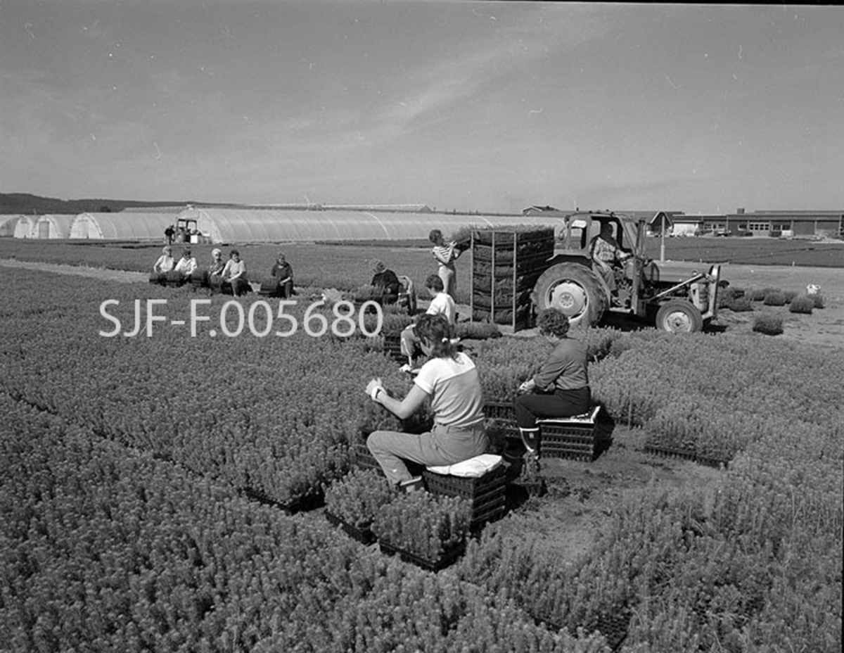 Utendørs plantesortering i pottebrett ved skogplanteskolen på Sønsterud i Åsnes (Hedmark) våren 1988.  Vi ser ei gruppe kvinner i arbeid ved et frilandsfelt der pottebrettene med gran har stått og vokst etter en innledende halv sommersesong med spiring i veksthus, som vi skimter i bakgrunnen her.  Noen av kvinnene sitter på stabler av tomme brett i «åpne» partier inne på dyrkingsfeltet, men de fleste har funnet seg plasser langs en kjøreveg som går mellom to slike felt.  På denne vegen ser vi også en traktor med en reol for ferdigsorterte pottebrett på en bakmontert svans.  Ved hjelp av traktoren ble reolene kjørt til planteskolen, hvor plantene ble behandlet med plantevernmiddel og satt på lastebil for transport til kunder, eventuelt kjørt på kjølelager eller til sorteringslinja.  I siste tilfelle ble rotklumpene pakket i tynn plastfolie før plantene ble lagt, rot mot rot, trerammer som skulle romme 500 planter.  Svanhild Skybakmoen sitter nærmest fotografen.  Bak og litt til høyre for henne ser vi Alvilde Bråthen.  Langs vegen i bakgrunnen sitter Randi Kjellås, Kari Skybakmoen, Ragnhild Edvardsen, Else Gjøli, Margot Ottesen, Karen Syversen og Kari Bjørneseth.  Reidar Sjøli kjører traktoren.