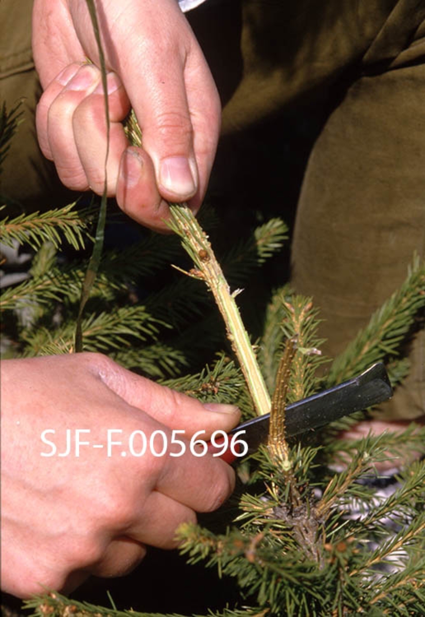 Podingsarbeid ved Sønsterud planteskole i Åsnes i Hedmark våren 1988.  Podinga ble utført i samband med opparbeidelsen av Sanderud frøplantasje i Stange.  Dette er et nærbilde av en fireårig granstamme, der det lages podesnitt på toppskuddet med en kvass kniv.  Poenget er at dette toppskuddet skal erstattes av en kvist fra et elitetre.  På denne måten sikret man seg at «podingen» bar videre det genetiske materialet fra det nevnte elitetreet.  Når mange slike podinger fra trær med ønskete egenskaper (rettvokste, høye stammer, fin kvistsetting med gode greinvinkler osv. ) ble plassert sammen i en frøplantasje mente man å få kongler med frø som hadde gode genetiske egenskaper, og dermed bedre muligheter for å skape framtidig kvalitetsskog.  Denne strategien har vist seg å gi gode resultater.  På fotografiet ser vi hendene til Anne Herud, som var praktisk prosjektleder for frøplantasjeprosjektet på Sanderud.  I en nettingpose som hang på magen til prosjektlederen var det antakelig tråd som ble brukt når endesnittene på grunnstammen og på podekvisten skulle bindes sammen og påføres podevoks. 