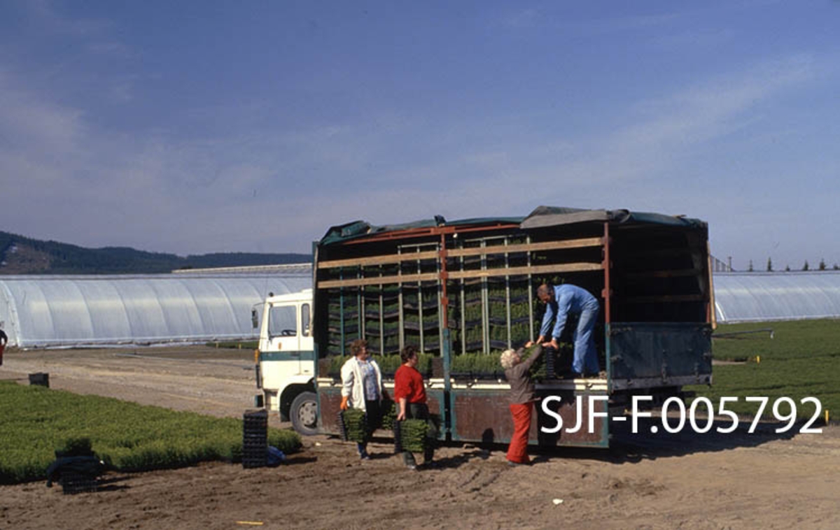 Lasting av ferdigsorterte pottebrett på lastebil ved skogplanteskolen på Sønsterud i Åsnes (Hedmark).  Lastebilen er en Volvo-modell, som planteskolen kjøpte høsten 1980, og som seinere har vært brukt ved anlegget i over 30 år.  Ragnhild Edvardsen løfter pottebrett opp på lasteplanet.  Der setter Bjørn Krav dem i transportreoler, som er oppstilt tett i tett på bilen.  Bak står Else Sjøli og Kari Skybakmoen klar med flere brett.  Omkring bilen ser vi de store, flate frilandsområdene brettene hadde stått på etter en innledende spiringsfase i veksthusene vi ser i bakgrunnen.  Det vanlige var at nysådde pottebrett sto cirka en halv sommersesong i slike veksthus, og at de var to år gamle når de var klare for distribusjon til kundene, som her. 