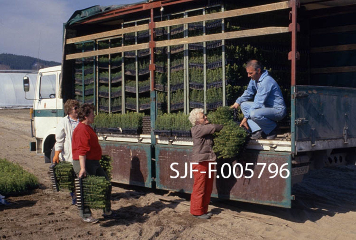 Lasting av ferdigsorterte pottebrett på lastebil ved skogplanteskolen på Sønsterud i Åsnes (Hedmark).  Lastebilen er en Volvo-modell, som planteskolen kjøpte høsten 1980, og som seinere har vært brukt ved anlegget i over 30 år.  Ragnhild Edvardsen løfter pottebrett opp på lasteplanet.  Der setter Bjørn Krav dem i transportreoler, som er oppstilt tett i tett på bilen.  Bak står Else Sjøli og Kari Skybakmoen klar med flere brett.  Omkring bilen ser vi de store, flate frilandsområdene brettene hadde stått på etter en innledende spiringsfase i veksthusene vi ser i bakgrunnen.  Det vanlige var at nysådde pottebrett sto cirka en halv sommersesong i slike veksthus, og at de var to år gamle når de var klare for distribusjon til kundene, som her. 