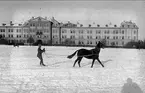 Löjtnant Sven von Essen utövar tolkning på skidor efter egna tjänstehästen/tävlingshästen Flanagan.