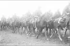 Fördelningsfälttjänstövningen 1934. Förbimarsch för chefen IV arméfördelningen general Testrup av såväl ryttartrupp som cykeltrupp.