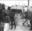 Livregementets husarer, K3. Övning Umeå 1940-tal.