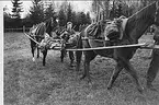 Livregementets husarer, K3. Övning Umeå 1940-tal.