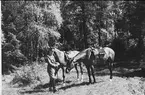 1933 - 1951. Överste Bergenstråhle med tjänstehäst i terrängen.