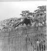 Fallskärmsjägarskolan i Karlsborg 1957.