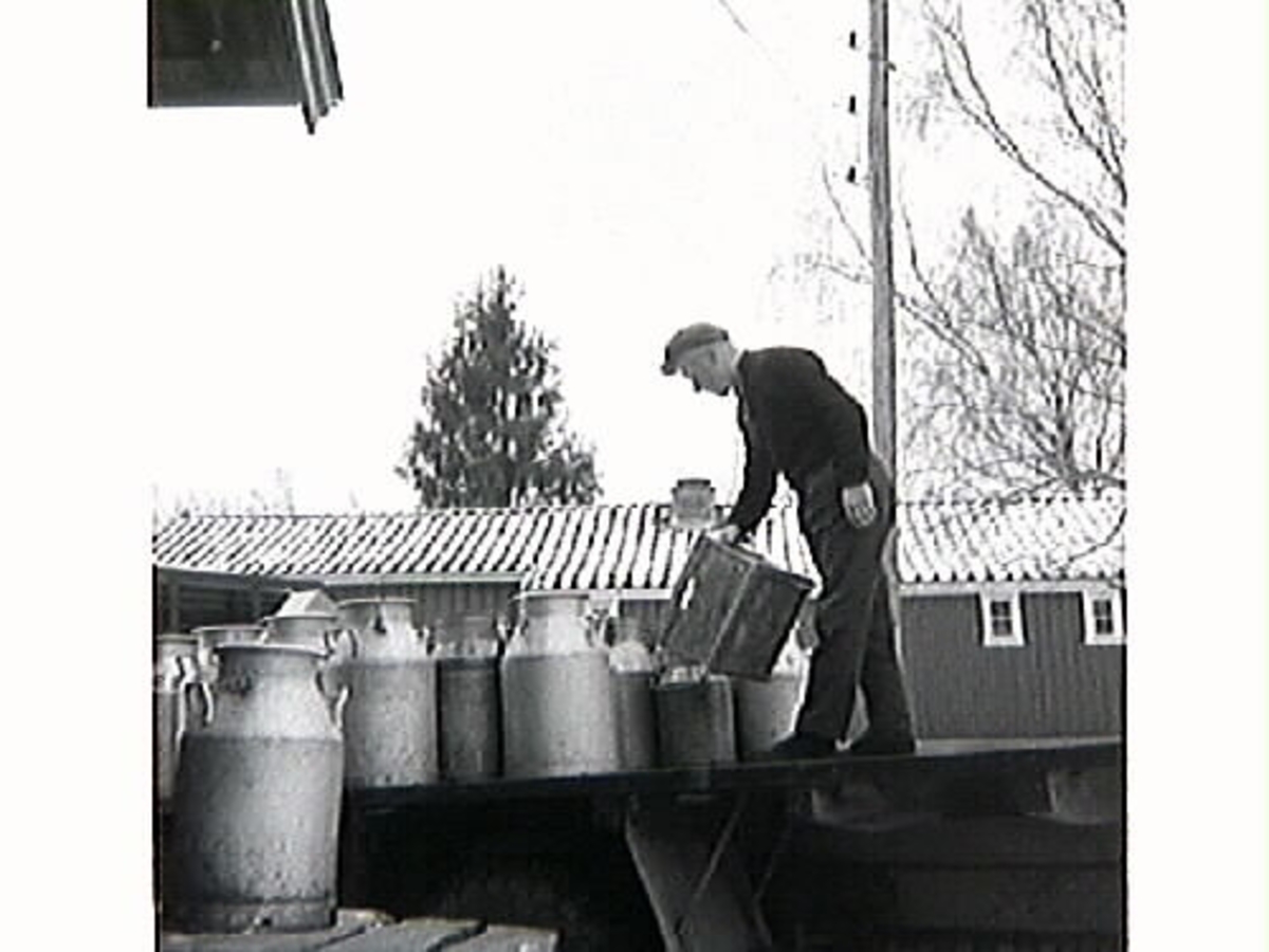"Mjölka-Elof" hämtar mjölk på mjölkbordet.