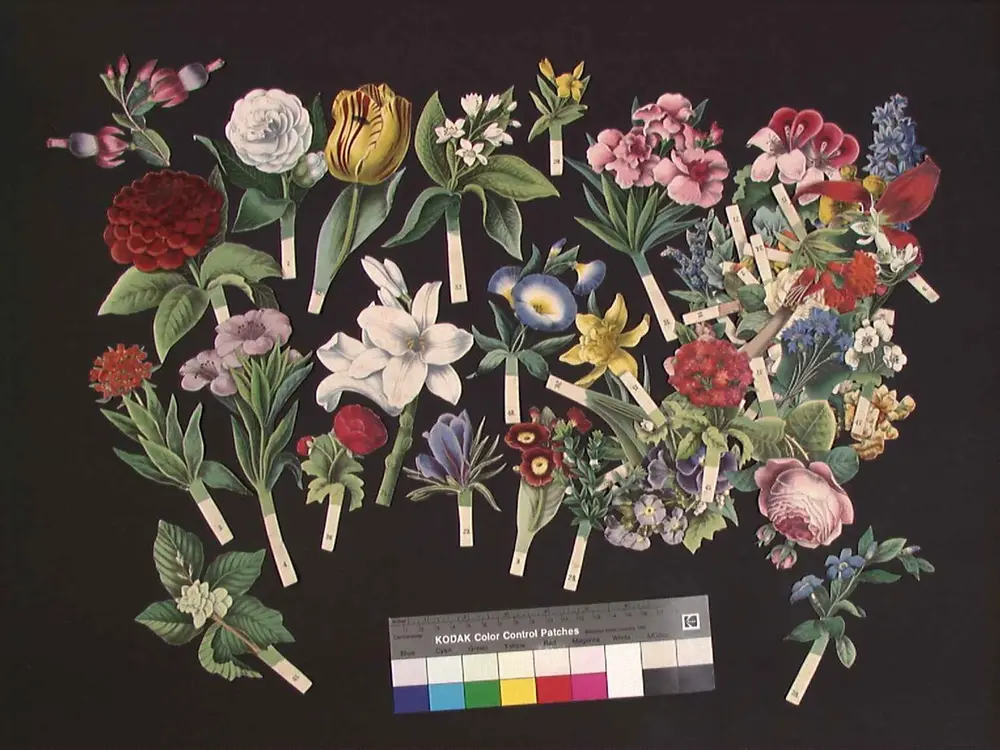 Papirblomst, til papirblomsteroppsats