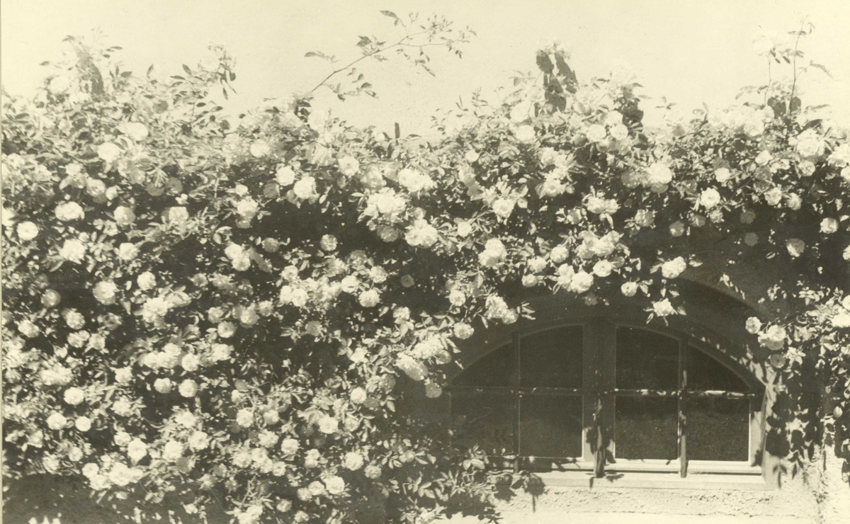 Roser rundt kjellervindu på bybgning. Norsk Folkemuseum, Oslo 1937.