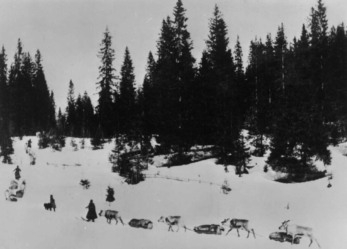 Kvinner leder reinsdyr med oppakkede sleder på vårflytting i 1912. Kjenneråsen på Snåsa i Nord-trøndelag.