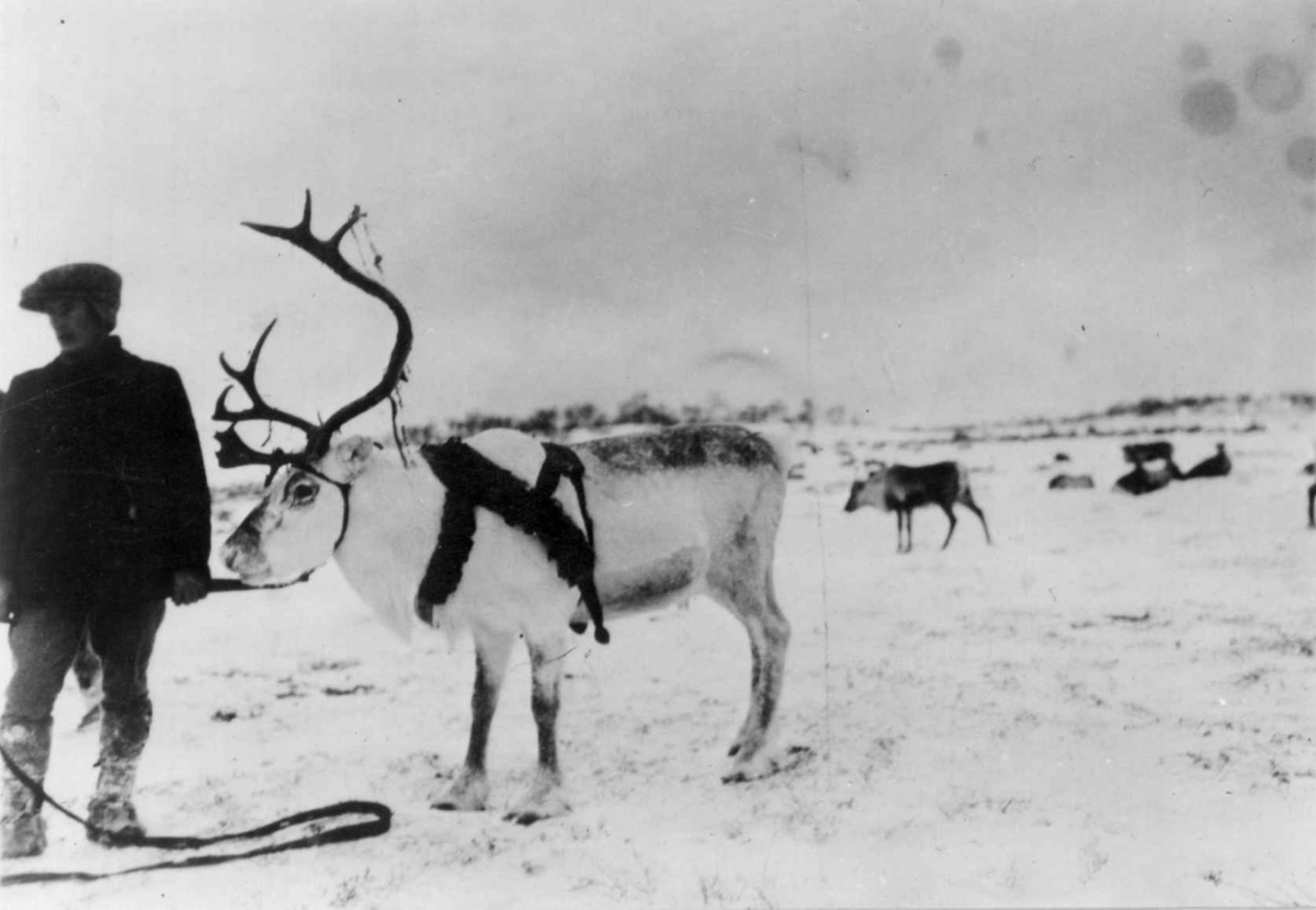 Paul Danielsen holder et reinsdyr med gammeldags seletøy. Fra flyttingen mellom Stordalen og Femunden november 1928.