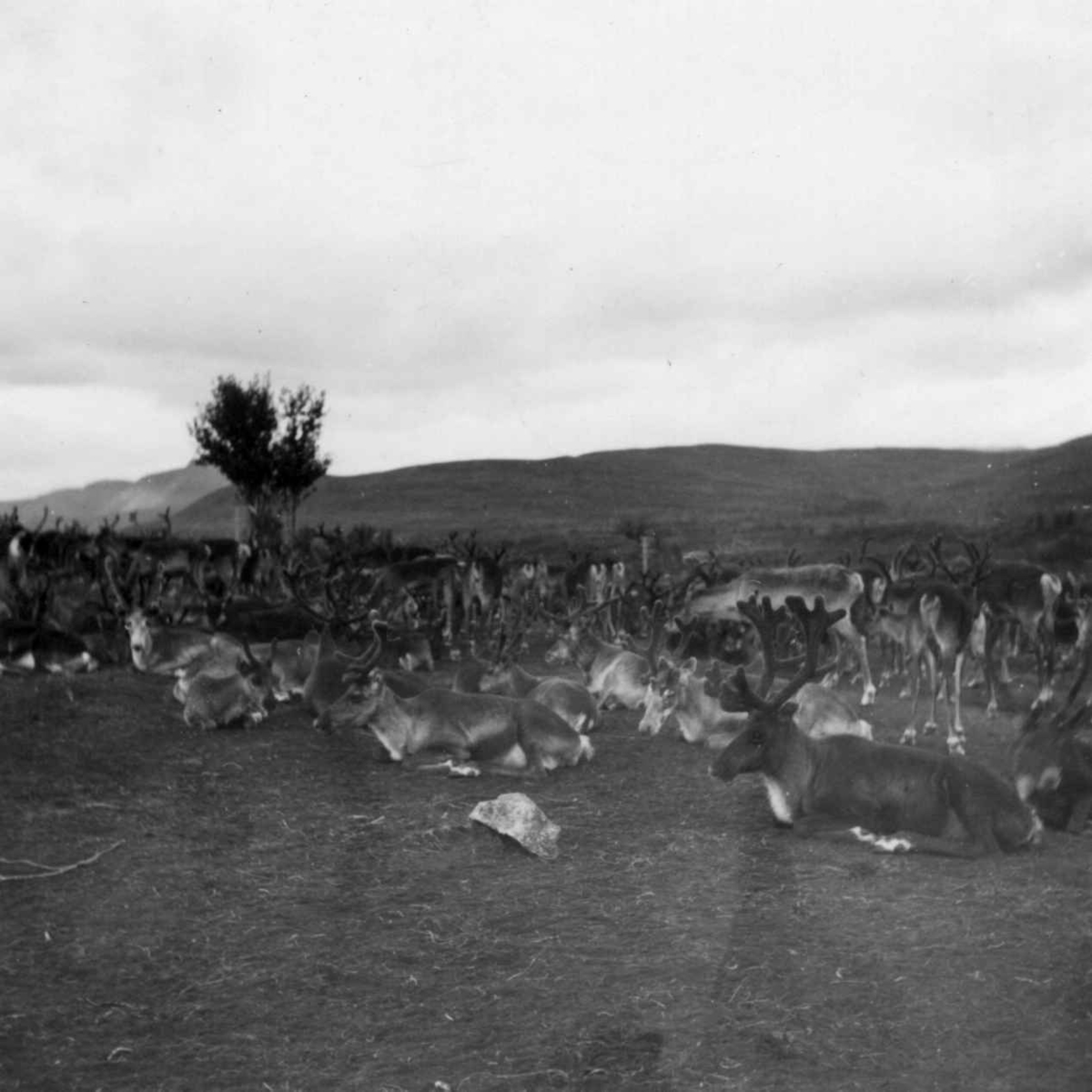 Inngjerdet reinflokk ved Eira-siidaen. Kvænangsfjell 1954.