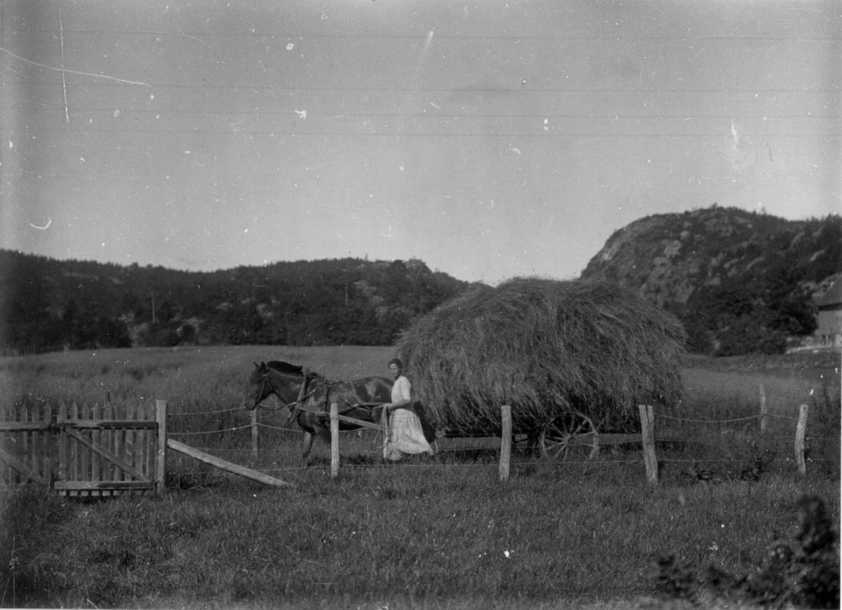 Kjos gård, Oddernes, Kristiansand, Vest-Agder, august 1924.
Høykjøring, Dagny Willoch ved lasset.