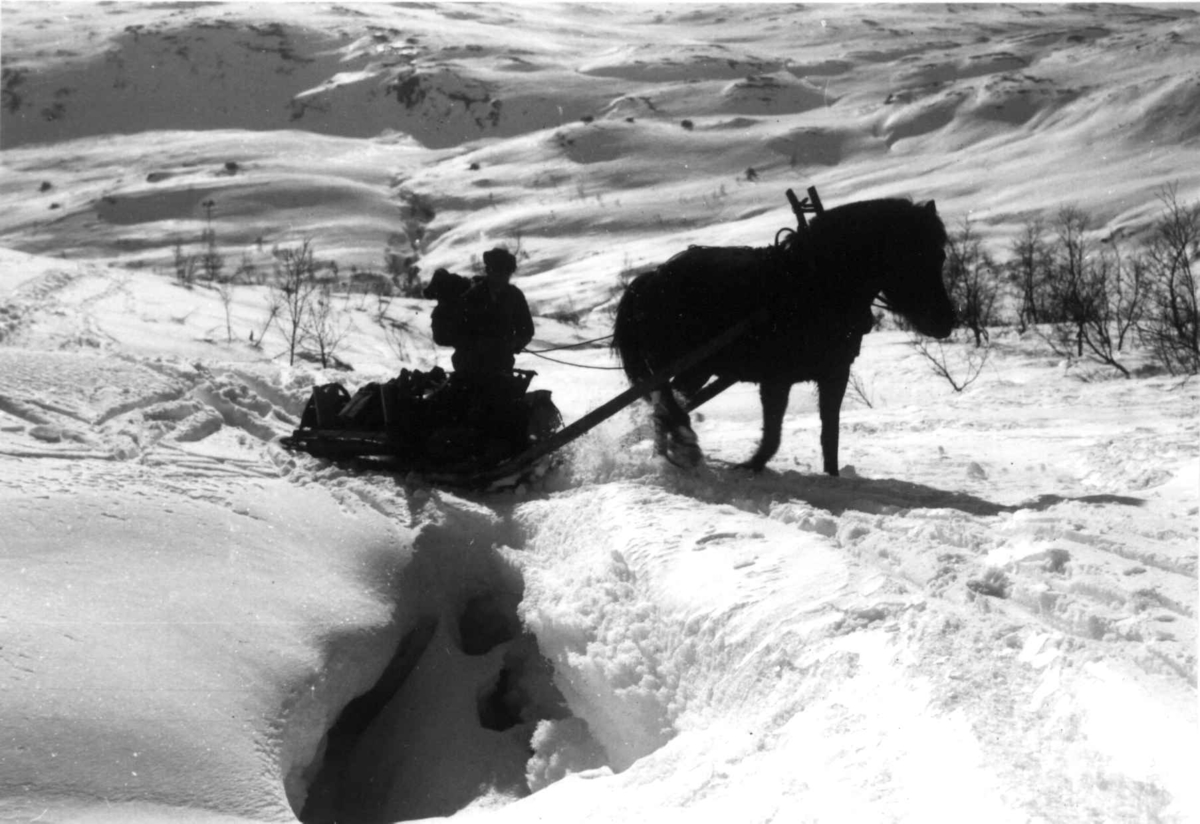 Påsetting av trugar på hest