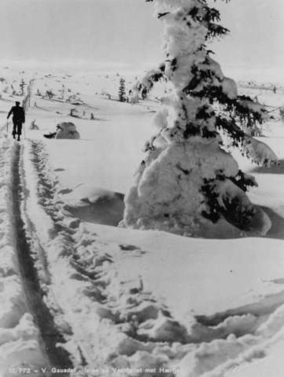 Avfotografert postkort. En enslig skiløper i merket løype på Vestfjellet mot Hærfjell. I forgrunnen en snøtung gran.