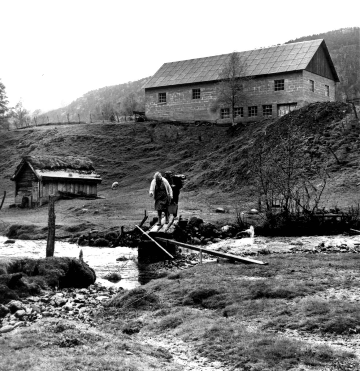 Stamping av vadmel. Ingemund og Serina Kvæstad går med vadmel over bekken på gården. Kvæstad, Suldal, Rogaland 1970.