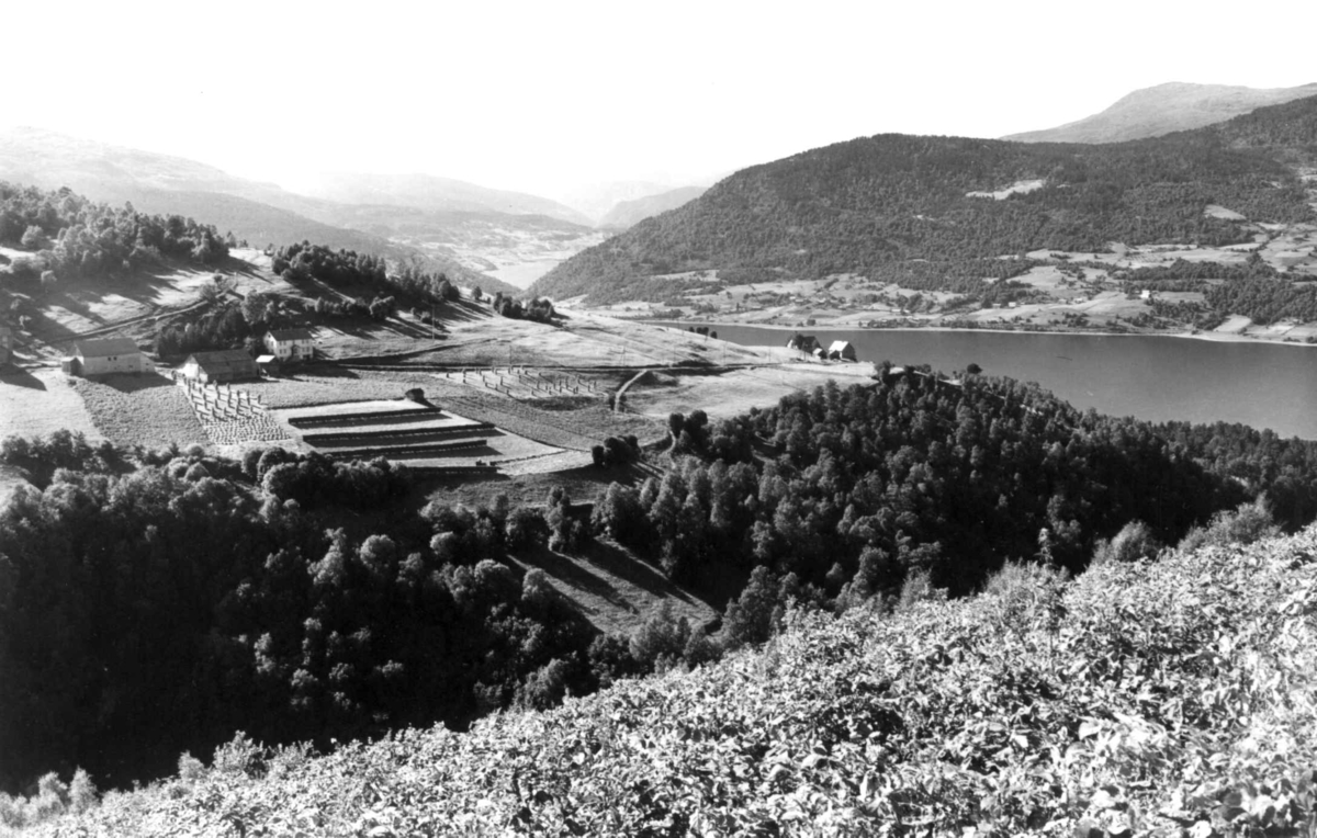 Voss. 1939. Oversiktsbilde med Vangsvatnet til 
høyre. Landskap med gårdsanlegg, jorder, åkrer og skog. 