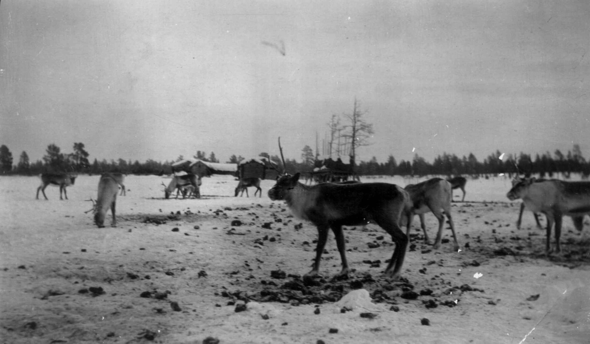 Rein ved boligområdet