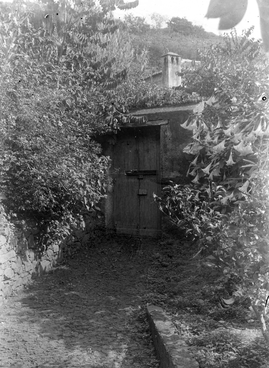 Fra Madeira (ant.), inngang til uthus (?) i naturomgivelser.
Serie ant. fra reise tilbake dit fotografen var med sin mor (1862-63) og hvor moren døde 1863.
Fra malerinne Juliane Fredrikke Langbergs (1856-1930) samling tatt 1885-1910 med motivkrets slekt og venner og steder tilknyttet samvær med disse.
