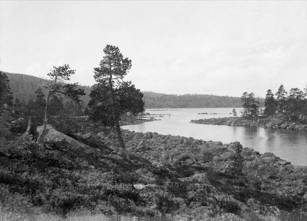 Landskap med trær og steiner langs en innsjø, Røa, Femundsmarka.