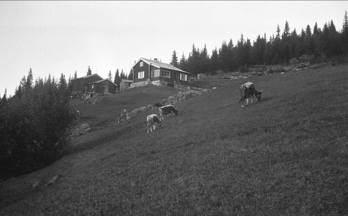 Kuer beiter på jordene rundt Ligardshaugen 1941.