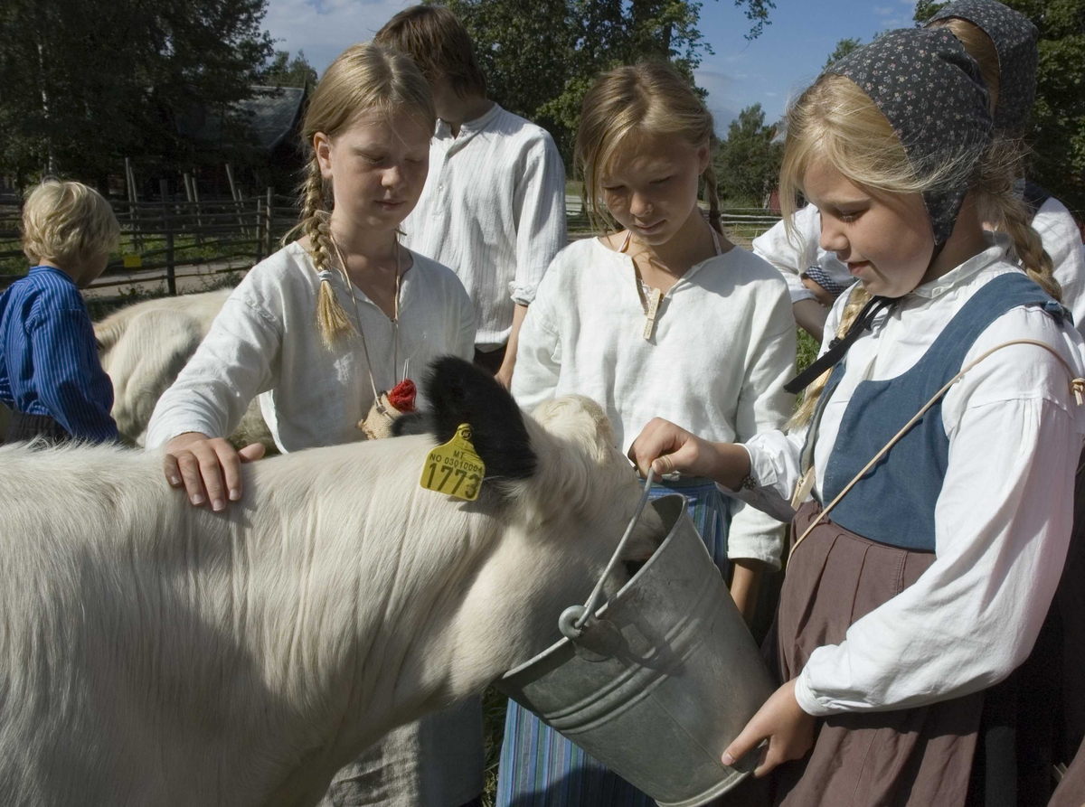 Levendegjøring på museum.
Ferieskolen uke 31. Kalvene fores.
Norsk Folkemuseum, Bygdøy.