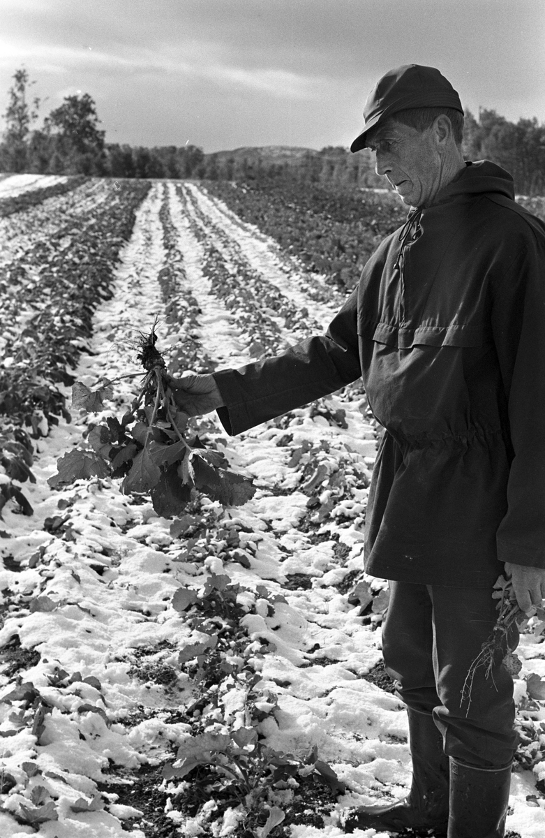 Serie. Uår i jordbruket i Tana, Finnmark. Fotografert sept. 1968.