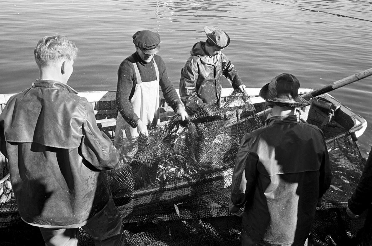 Serie. Brislingfiske i Hvervenbukta, Oslo.
Fotografert: 1961