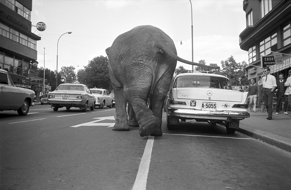 Serie. Cirkus Berny har dyreparade, med hester, sebraer og elefanter, gjennom Oslo. Fotografert august 1968.