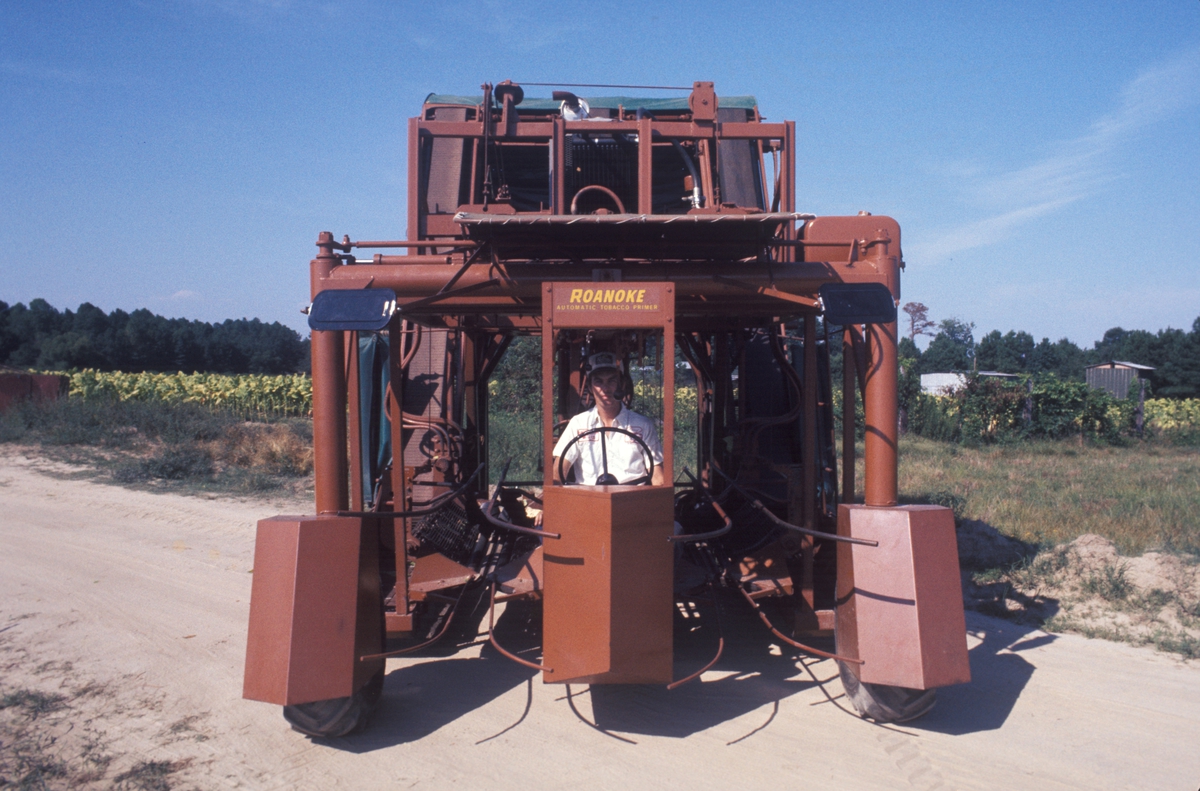 Åker med tobakksplanter. Produksjon av Lys Virginia pipetobakk ved tobakksplantasje. Foto fra bildeserie brukt i forbindelse med Tiedemanns Tobaksfabriks interne tobakkskurs i 1983.