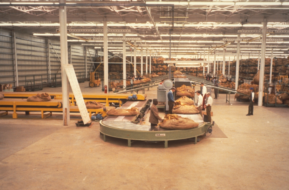 Fabrikkinteriør. Produksjon av Lys Virginia pipetobakk ved tobakksplantasje. Foto fra bildeserie brukt i forbindelse med Tiedemanns Tobaksfabriks interne tobakkskurs i 1983.
