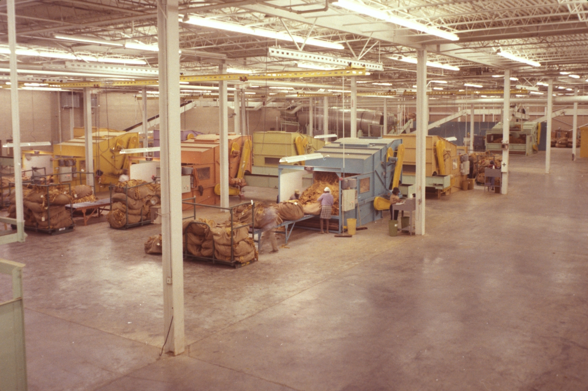 Fabrikkinteriør. Produksjon av Lys Virginia pipetobakk ved tobakksplantasje. Foto fra bildeserie brukt i forbindelse med Tiedemanns Tobaksfabriks interne tobakkskurs i 1983.